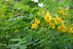 Senna surattensis